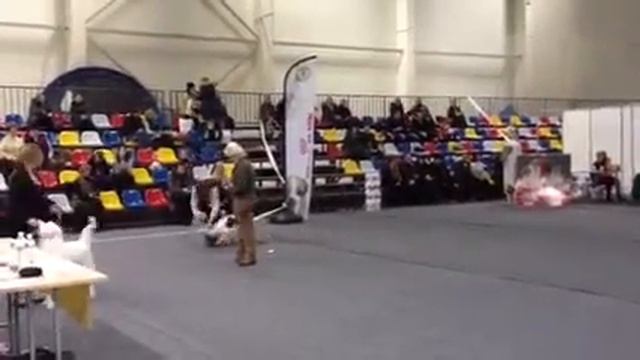 Daugavpils, Latvia, FCI group VIII смотреть онлайн