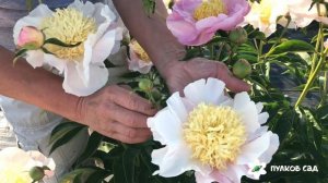 Garden lace peony. Гарден Лэйс пион. Пулков сад (2022 г)