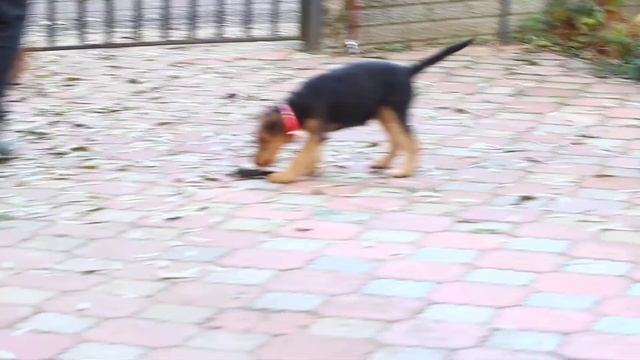 Щенки эрдельтерьера из питомника РКФ смотреть онлайн