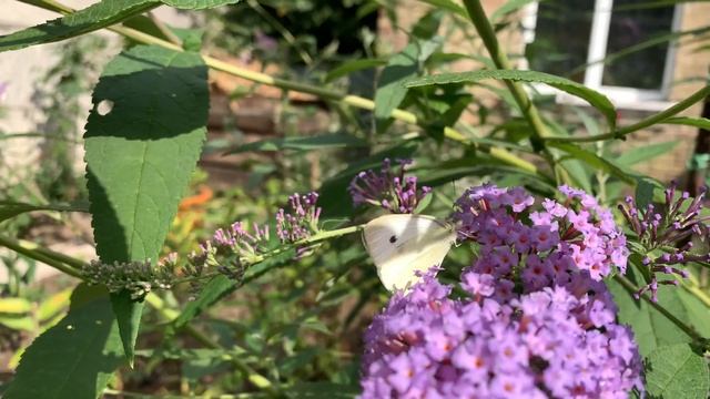 Будлея в моем саду)) смотреть онлайн