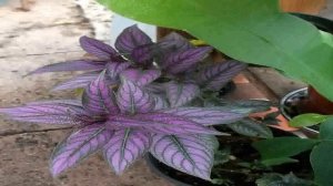 Persian Shield Plant Strobilanthes Iridescent Purple InsideOut 4 Pot