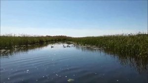 Живность озера Сомино.mp4