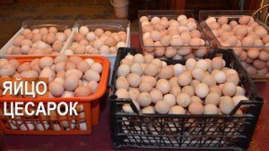 Уникальность цесариных яиц. Профессор Забиякин В.А.