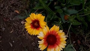 Красивые цветы рудбекии или эхиноцеи янтарной Beautiful flowers of rudbeckia and echinacea amber 金光