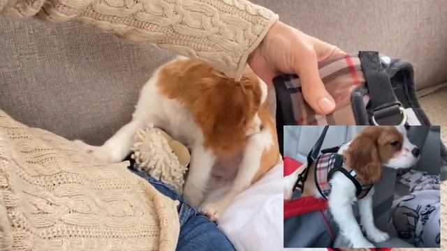 HOW BIG IS A 4 MONTH OLD CAVAPOO PUPPY? Harness Size, etc!| Cavapoo Growth in the First Year! смотреть онлайн