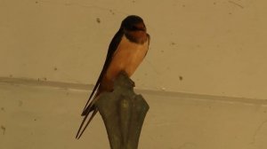 Barn Swallow; USA. Деревенская ласточка, США (1542sp)