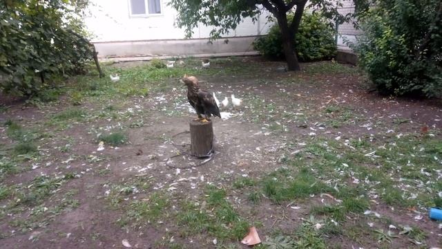 #СУПЕР #ОХОТНИК:) #Орлан #белохвостый:) Тактика эффективной #охоты на #курей:))) смотреть онлайн