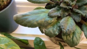 February 25, 2018,african violet plants update.