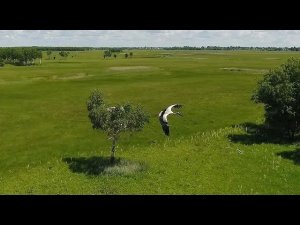 Дальневосточный аист! Oriental stork. Ciconia boyciana. Гнёзда на деревьях.