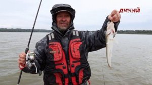 Моя рыбалка. Судак озера Сенеж