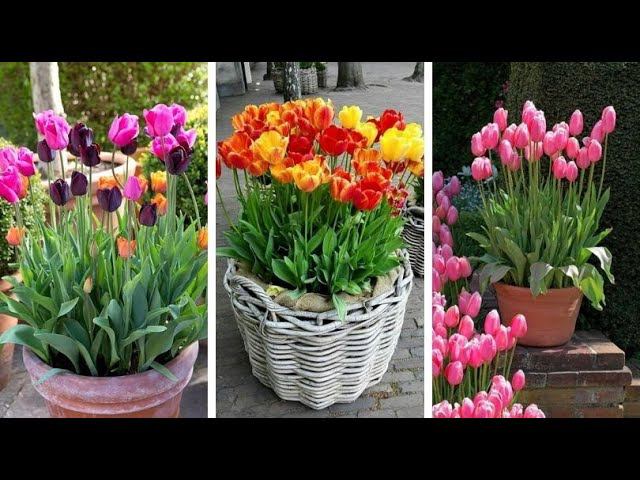 Контейнерные клумбы из луковичных