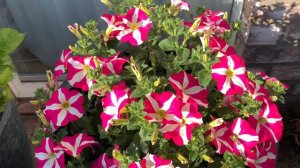 Petunia double color