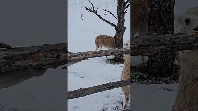 Ламы в парке "Кудыкина гора", Липецкая область. Llamas in the park "Kudykina Gora", Lipetsk region