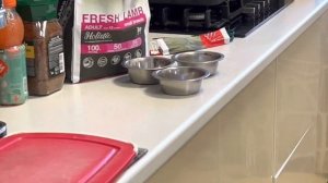 Без КОРМА НЕ останемся. Обзор корма Blitz Classic и Senstivie супер-премиум класса для ЩЕНКОВ@ СОБА