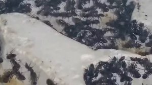 Fourmis Tapinoma erraticum