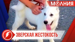 В Ханымее неизвестные жестоко убили собаку