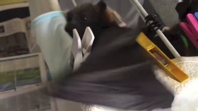 Baby bat learns to drink from dripper bottle: this is Sass смотреть онлайн