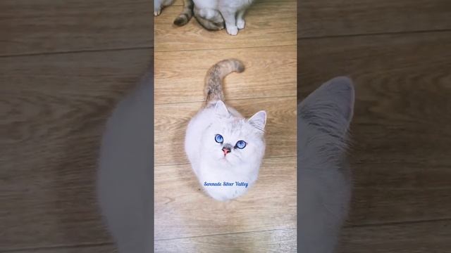 котик, Британская шиншилла поинт