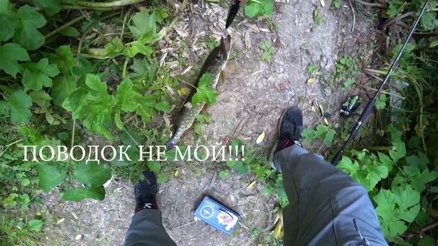 Ловля ЩУКИ на ПОППЕР летом. Ловля ЩУКИ на спиннинг в ИЮЛЕ. РЫБАЛКА на спиннинг в ПОДМОСКОВЬЕ.