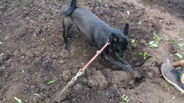 Пенза, дача, главная помощница наша ЛинДочка ❤️ смотреть онлайн