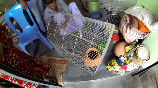 Покупка попугаев. Бангладеш. Buying parrots. Bangladesh.তোতা কিনছি. বাংলাদেশ. смотреть онлайн