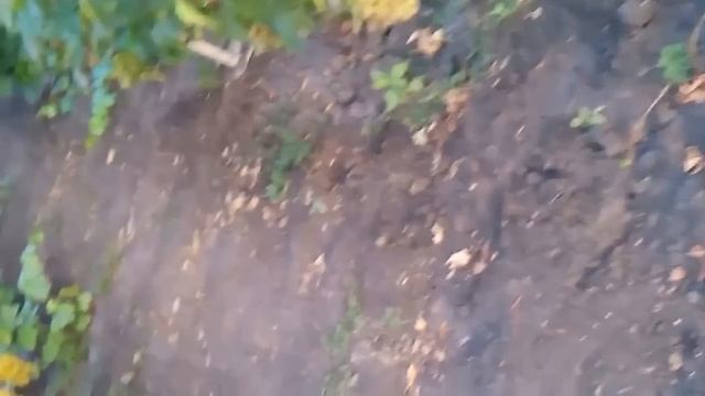 Виноград аркадия. Урожай 2014 смотреть онлайн