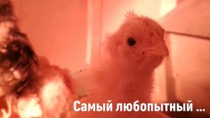 ЦЫПЛЯТА БРАМА, ОРПИНГТОН 1 МЕСЯЦ или переезд в новый брудер...