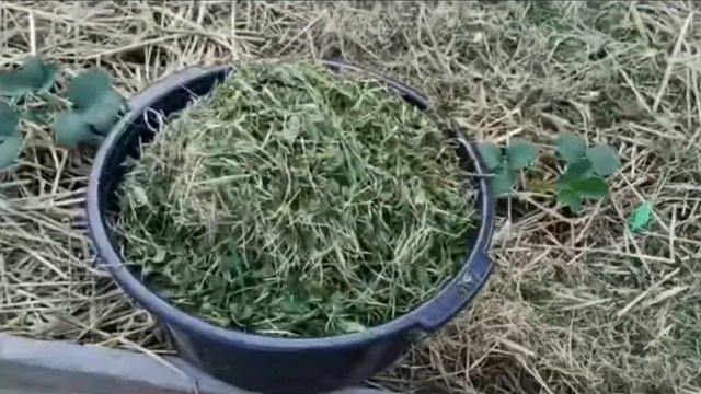 14 мая. Жара. Дача. Земляника. смотреть онлайн