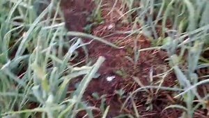 Наш огород под саломой. То биш под мульчей