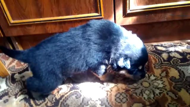 Собака зделала плохо,насала смотреть онлайн