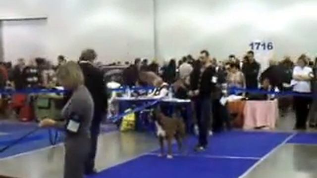 "РОССИЯ-2013" Моно Немецкий боксер, Сравнение на ЛК смотреть онлайн