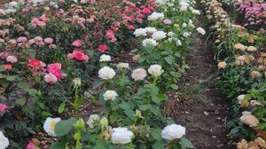 Видео обзор розы  Вайт Охара - White O’Hara (Франция)