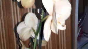 Phalaenopsis Lottery Prince. Орхидея Лоттери Принц. Phalaenopsis "Karina"