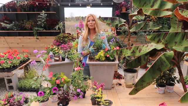 Container Gardening Recipe | Flowering & for SUN | Purple, Orange & Lime // Garden Farm смотреть онлайн