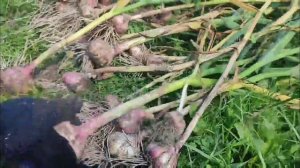 Озимый чеснок.Наш первый опыт по выращиванию чеснока от "А" до "Я".Весь путь от посадки-до хранения