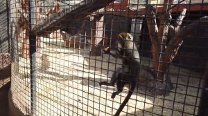 Monkey Park Tenerife Part 2 / Monkey Park или Парк обезьян Тенерифе Часть 2