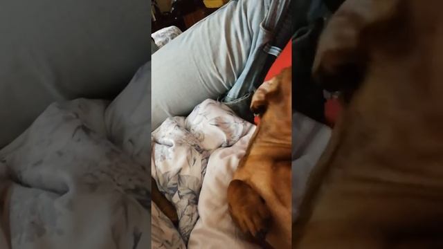 Такса издаёт звуки дельфина смотреть онлайн