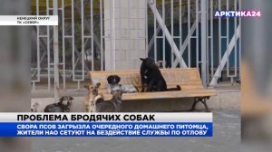 В НАО свора дворовых собак загрызла домашнего питомца