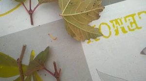 Черенкование Калины Бульденеж осенью.