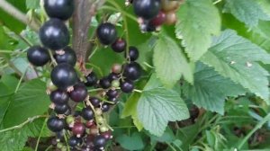 Чёрная смородина Галактика урожайный сладкий крупноплодный сорт