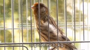 Гибрид (красношапочный вьюрок х канарейка) redfrontedserin hybrid