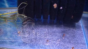 Как убрать отходы от рыбок в маленьком аквариуме.