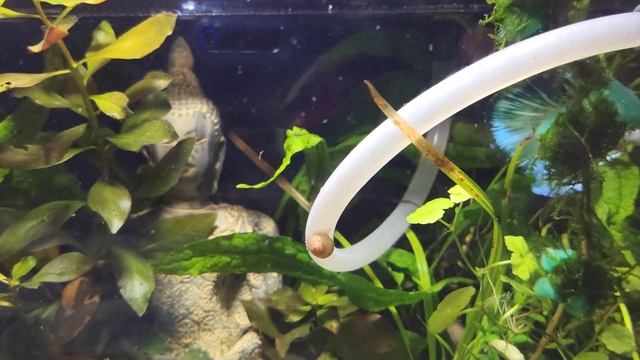 Посадила петушков на нерест. смотреть онлайн