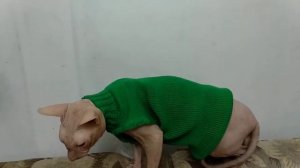 жилетка для сфинкса