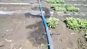 Посадка капусты,пандион,ларсия!