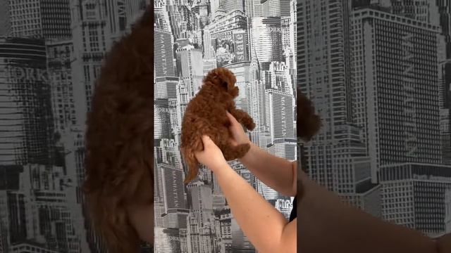 Обзор той пудель в Москве #pitomnikmoscow #тойпудель #мальтипу #миниатюрныйпудель #зеленоград смотреть онлайн