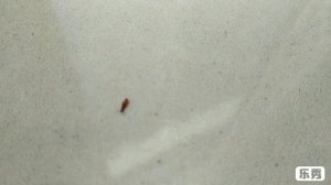 Жучки в квартире , что они могут Видео от специалиста 1