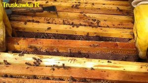 Расширяем семьи пчёл на пасеке  первый раз до 12 рамочного стандарта. Поражение расплода пчёл молью