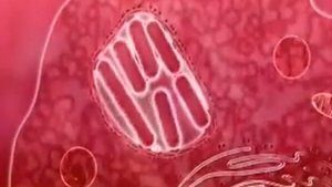 Бактерии в организме человека