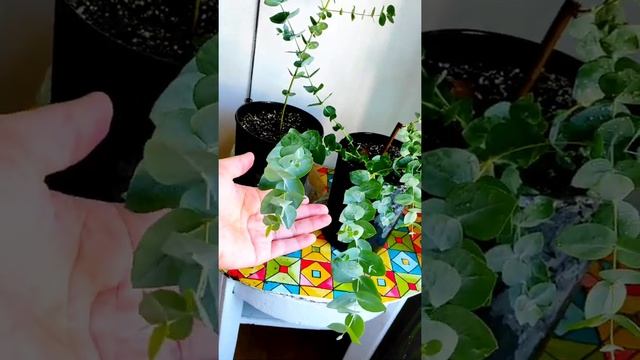 Эвкалипт? серебряный круглый или Эвкалипт Гунни?! Обзор ?саженцы из магазина ? смотреть онлайн